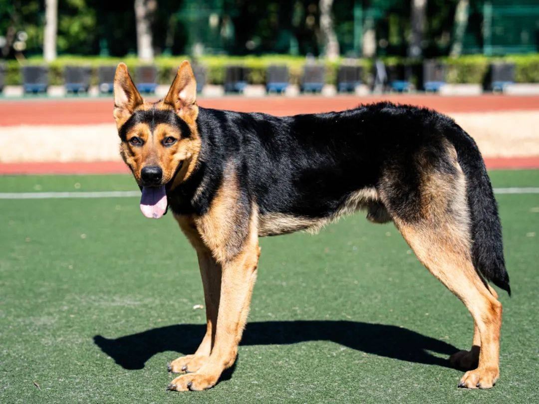 明犬 来自搜狐网