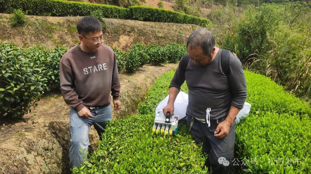 美嘉体育官网关注春茶丨板桥畲族乡：茶香四溢的共富新路径(图1)