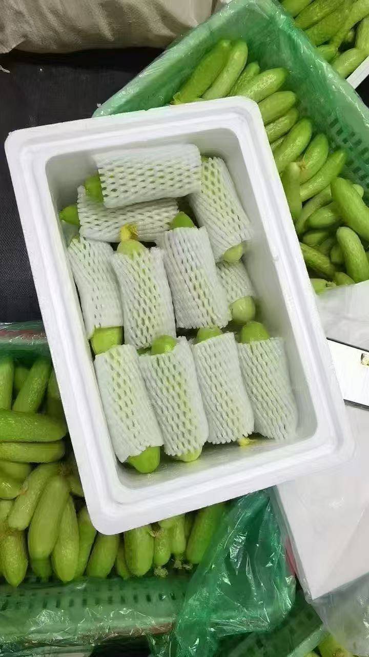 这种矮矮胖胖的开云体育入口黄瓜成新宠舟山一基地种出的“瘦身水果”日销超百斤(图3)